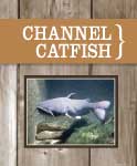 Channel Catfish